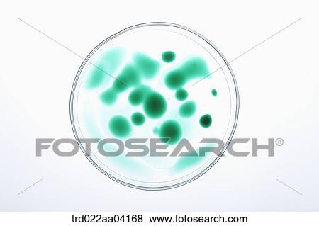 The green mold on the laboratory dish View Large Photo Image Stock Photo - The green mold on the laboratory dish. Fotosearch