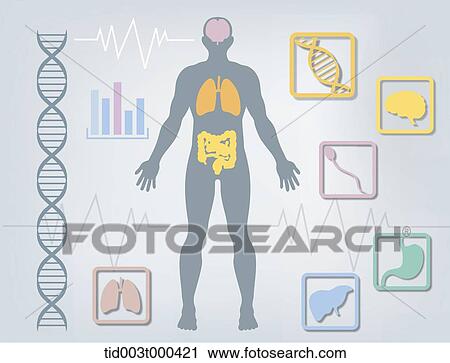 図 イラスト について 構造 の 人間の組織体 クリップアート Tid003t Fotosearch