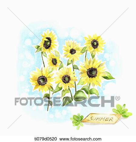 A illustration of sunflowers in summer View Large Illustration Clipart - A illustration of sunflowers in summer. Fotosearch