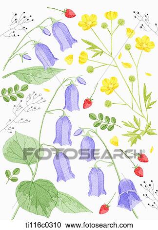 A painting of blue bell flower View Large Illustration Clipart - A painting of blue bell flower. Fotosearch