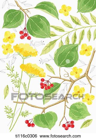 A painting of yellow flowers and red berries View Large Illustration Stock Illustration - A painting of yellow flowers and red berries . Fotosearch