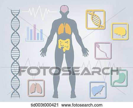 Diagram illustration about structure of the human body View Large Illustration Clip Art - Diagram illustration about structure of the human body. Fotosearch