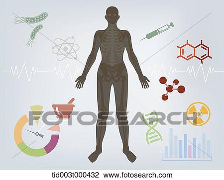 Drawing - Diagram illustration about structure of the human body. Fotosearch