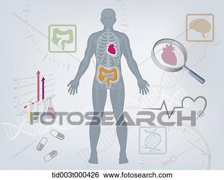 Stock Illustration - Diagram illustration about structure of the human body. Fotosearch