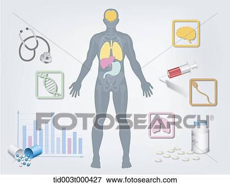 Stock Illustration - Diagram illustration about structure of the human body. Fotosearch
