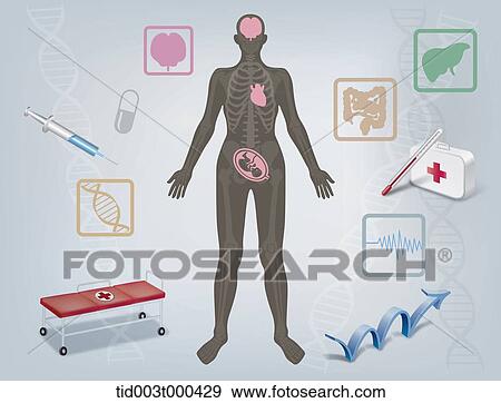 Stock Illustration - Diagram illustration about structure of the human body. Fotosearch