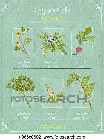 six vegetable illustrations on blue paper View Large Illustration Drawing - six vegetable illustrations on blue paper. Fotosearch