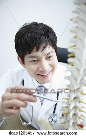 A doctor pointing at a part of a spine model in his office View Large Photo Image Stock Photo - A doctor pointing at a part of a spine model in his office. Fotosearch