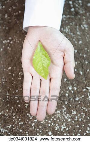 a green leaf on the hand View Large Photo Image Picture - a green leaf on the hand. Fotosearch
