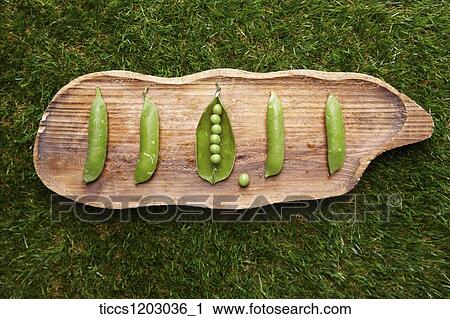 Stock Image - A wooden trap with peapods. Fotosearch