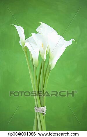 Stock Photograph - callas . Fotosearch
