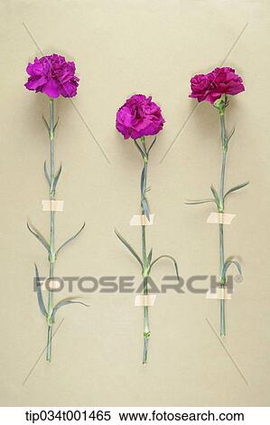 carnation attached on the wall View Large Photo Image Stock Photography - carnation attached on the wall. Fotosearch