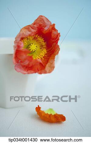 flower in the cup View Large Photo Image Stock Image - flower in the cup. Fotosearch