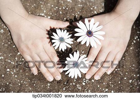 flowers being planted in the soil View Large Photo Image Stock Image - flowers being planted in the soil. Fotosearch