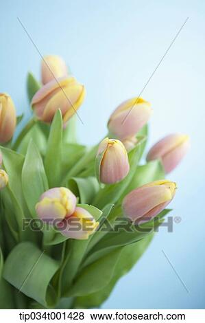 Stock Photo - flowers in the vase. Fotosearch