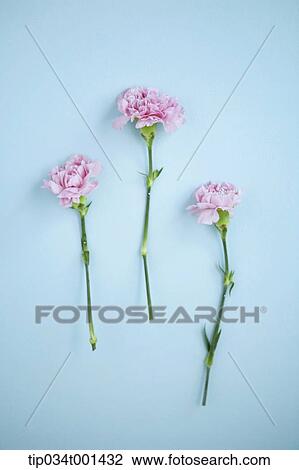 flowers on the wall View Large Photo Image Stock Image - flowers on the wall. Fotosearch