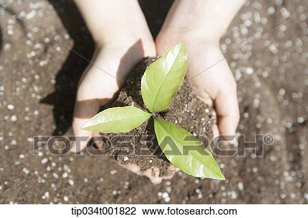 green bud on the soil in hands View Large Photo Image Stock Image - green bud on the soil in hands. Fotosearch