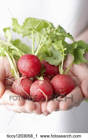 Holding radishes in two hands View Large Photo Image Stock Image - Holding radishes in two hands. Fotosearch