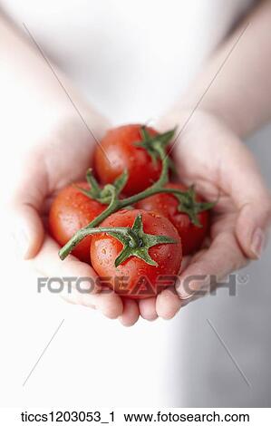 Stock Image - Holding tomatoes in two hands. Fotosearch