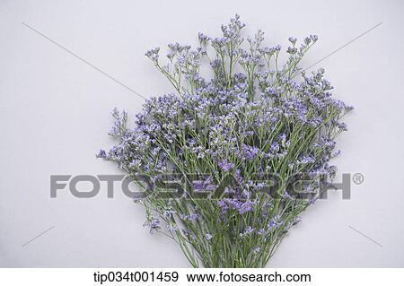 Stock Photo - lavenders in the vase. Fotosearch