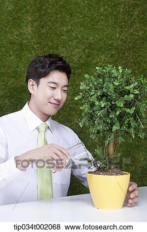 Stock Photo - man watering the tree in the pot. Fotosearch