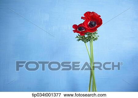 Stock Photo - red pansies in the vase. Fotosearch