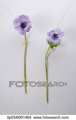 violet pansies on the wall View Large Photo Image Picture - violet pansies on the wall. Fotosearch