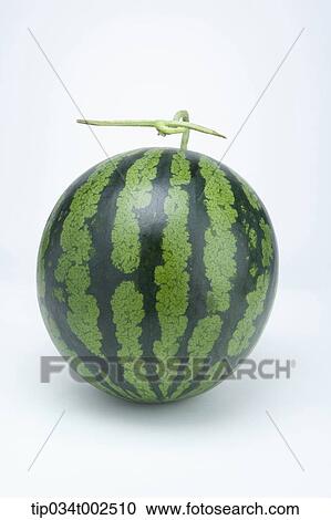 watermelon in white background View Large Photo Image Stock Image - watermelon in white background. Fotosearch