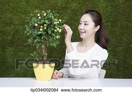 woman touching leaves on the tree in the pot View Large Photo Image Picture - woman touching leaves on the tree in the pot. Fotosearch