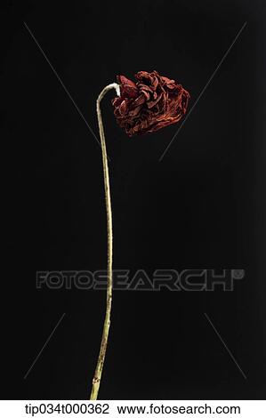 Stock Image - A withered rose. Fotosearch