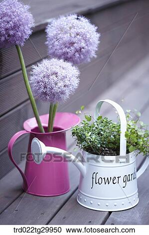 Stock Image - alliums and plant are in flower pots. Fotosearch