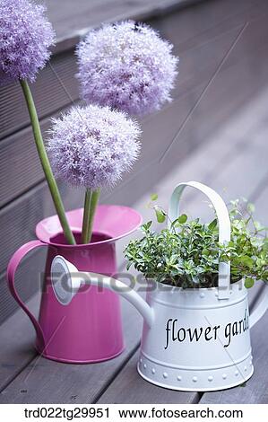Stock Image - alliums and plant are in flower pots. Fotosearch