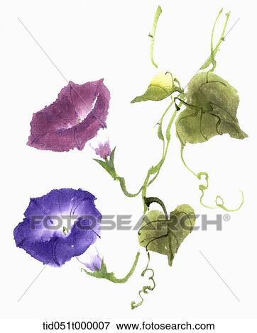 Blue and purple morning glory View Large Photo Image Stock Photo - Blue and purple morning glory . Fotosearch