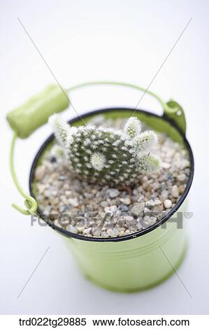 Stock Photography - cactus in flower pot. Fotosearch
