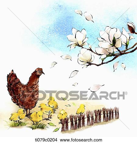 Chicken family and white flower View Large Photo Image Picture - Chicken family and white flower . Fotosearch