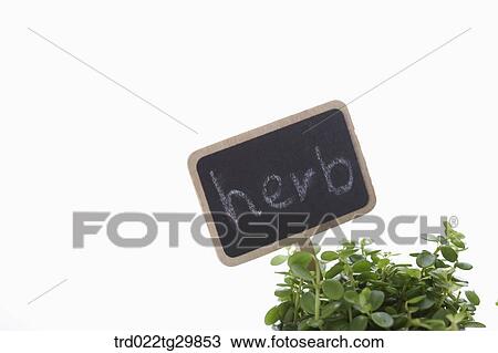 Stock Image - close up of herb plant. Fotosearch