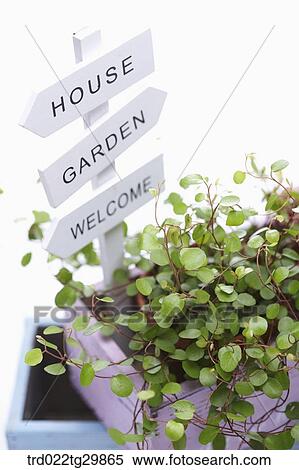 close up of herb plant with signs View Large Photo Image Stock Photography - close up of herb plant with signs. Fotosearch
