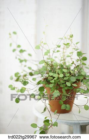 Stock Photo - close up of plant in flower pots. Fotosearch