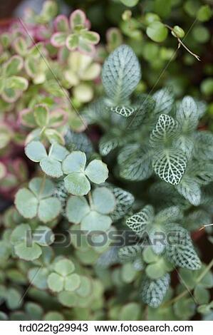 close up of plant View Large Photo Image Stock Image - close up of plant. Fotosearch