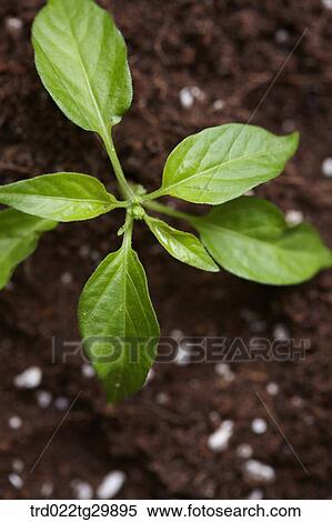 Stock Photography - close up of sprouts in the dirt. Fotosearch