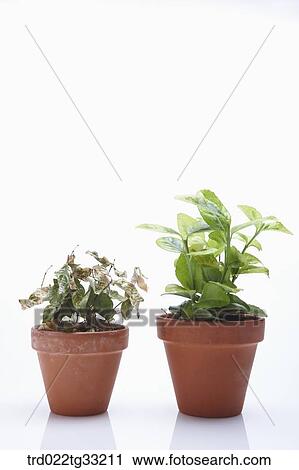 Dried plant and fresh plant View Large Photo Image Stock Image - Dried plant and fresh plant. Fotosearch