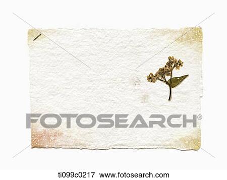 Dried yellow flower on the paper View Large Photo Image Stock Photo - Dried yellow flower on the paper. Fotosearch