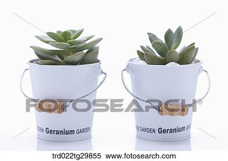 Stock Photography - fleshy plant in flower pots. Fotosearch
