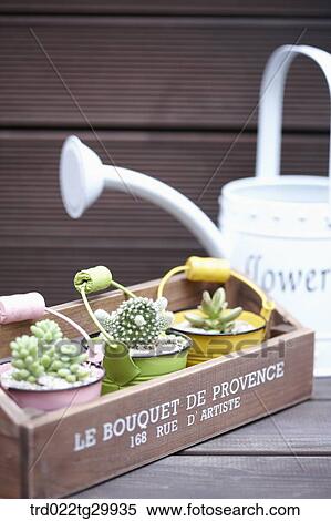 fleshy plant in the flower pot and watering can View Large Photo Image Stock Photography - fleshy plant in the flower pot and watering can. Fotosearch