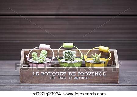 Picture - fleshy plant in the flower pot. Fotosearch