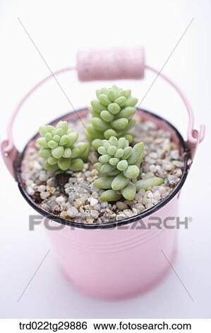 Stock Photograph - fleshy plants in flower pot. Fotosearch