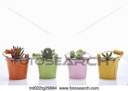 Picture - fleshy plants in flower pots. Fotosearch