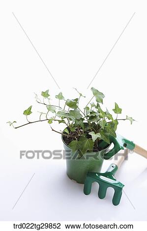 flower pot and hooks View Large Photo Image Stock Image - flower pot and hooks. Fotosearch