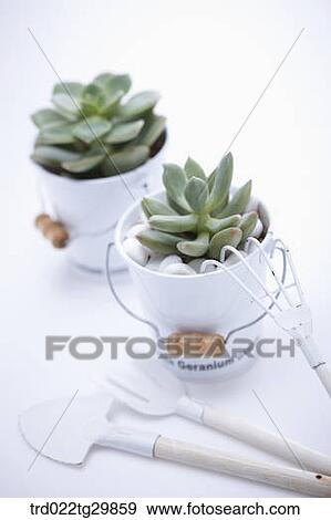 flower pots with gardening tools View Large Photo Image Stock Photo - flower pots with gardening tools. Fotosearch