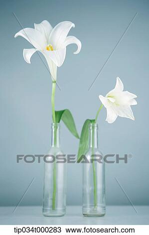 Fresh and withered lily in the glass bottles View Large Photo Image Stock Image - Fresh and withered lily in the glass bottles. Fotosearch